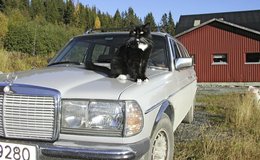 norway cat and wagon